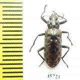 Tenebrionidae sp.  South Africa Rep. - INSECTS-STORE.RU