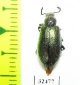 Tenebrionidae sp.  South Africa Rep. - INSECTS-STORE.RU