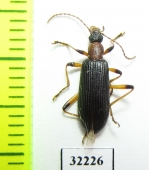 Tenebrionidae sp.  South Africa Rep. - INSECTS-STORE.RU