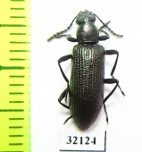 Tenebrionidae sp.  South Africa Rep. - INSECTS-STORE.RU