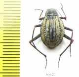 Tenebrionidae sp.  South Africa Rep. - INSECTS-STORE.RU