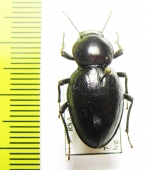 Tenebrionidae sp.  South Africa Rep. - INSECTS-STORE.RU