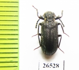 Tenebrionidae sp.  South Africa Rep. - INSECTS-STORE.RU