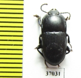 Tenebrionidae sp.  South Africa Rep. - INSECTS-STORE.RU