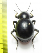 Tenebrionidae sp.  South Africa Rep. - INSECTS-STORE.RU