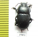 Tenebrionidae sp.  South Africa Rep. - INSECTS-STORE.RU