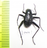 Tenebrionidae sp.  South Africa Rep. - INSECTS-STORE.RU