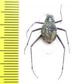 Tenebrionidae sp.  South Africa Rep. - INSECTS-STORE.RU