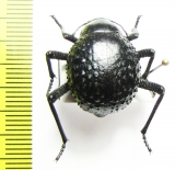 Physosterna sp.  South Africa Rep. - INSECTS-STORE.RU