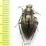 Tenebrionidae sp.  South Africa Rep. - INSECTS-STORE.RU