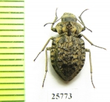 Tenebrionidae sp.  South Africa Rep. - INSECTS-STORE.RU