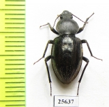 Tenebrionidae sp.  South Africa Rep. - INSECTS-STORE.RU