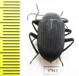 Tenebrionidae sp.  South Africa Rep. - INSECTS-STORE.RU