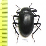 Tenebrionidae sp.  South Africa Rep. - INSECTS-STORE.RU