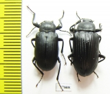 Tenebrionidae sp.  South Africa Rep. - INSECTS-STORE.RU