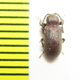 Tenebrionidae sp.  South Africa Rep. - INSECTS-STORE.RU