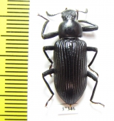 Tenebrionidae sp.  South Africa Rep. - INSECTS-STORE.RU