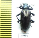 Tenebrionidae sp.  South Africa Rep. - INSECTS-STORE.RU