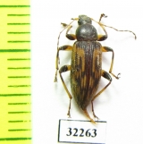 Tenebrionidae sp.  South Africa Rep. - INSECTS-STORE.RU