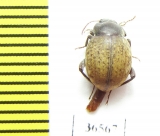 Tenebrionidae sp.  South Africa Rep. - INSECTS-STORE.RU