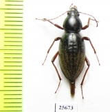 Tenebrionidae sp.  South Africa Rep. - INSECTS-STORE.RU