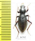 Tenebrionidae sp.  South Africa Rep. - INSECTS-STORE.RU