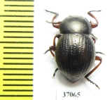 Tenebrionidae sp.  South Africa Rep. - INSECTS-STORE.RU