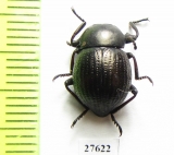 Tenebrionidae sp.  South Africa Rep. - INSECTS-STORE.RU