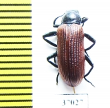 Tenebrionidae sp.  South Africa Rep. - INSECTS-STORE.RU