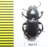 Tenebrionidae sp.  South Africa Rep. - INSECTS-STORE.RU