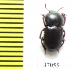 Tenebrionidae sp.  South Africa Rep. - INSECTS-STORE.RU