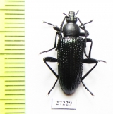 Tenebrionidae sp.  South Africa Rep. - INSECTS-STORE.RU