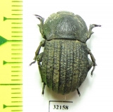 Anomalipus sp.  South Africa Rep. - INSECTS-STORE.RU