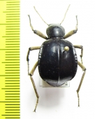 Dichta cubica  South Africa Rep. - INSECTS-STORE.RU