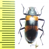 Tenebrionidae sp.  Argentina - INSECTS-STORE.RU