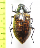 Tenebrionidae sp.  Argentina - INSECTS-STORE.RU