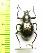 Tenebrionidae sp.  Argentina - INSECTS-STORE.RU