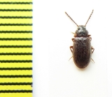 Tenebrionidae sp.  Argentina - INSECTS-STORE.RU