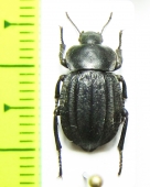 Tenebrionidae sp.  Argentina - INSECTS-STORE.RU