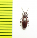 Achanius sp.  Argentina - INSECTS-STORE.RU