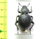 Emmallodera coriacea  Argentina - INSECTS-STORE.RU