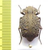 Entomoderes draco  Argentina - INSECTS-STORE.RU