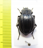 Epipedonota sublineata  Argentina - INSECTS-STORE.RU