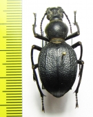 Megelenophorus americanus  Argentina - INSECTS-STORE.RU