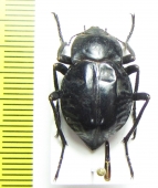 Nyctelia penai  Argentina - INSECTS-STORE.RU