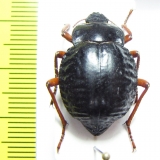 Nyctelia plicatipennis  Argentina - INSECTS-STORE.RU