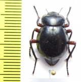 Nyctelia stephensi  Argentina - INSECTS-STORE.RU