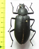 Nyctobates maxima  Argentina - INSECTS-STORE.RU