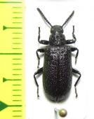 Phymatesthes clavicornis  Argentina - INSECTS-STORE.RU