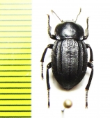 Plathestes sp.  Argentina - INSECTS-STORE.RU